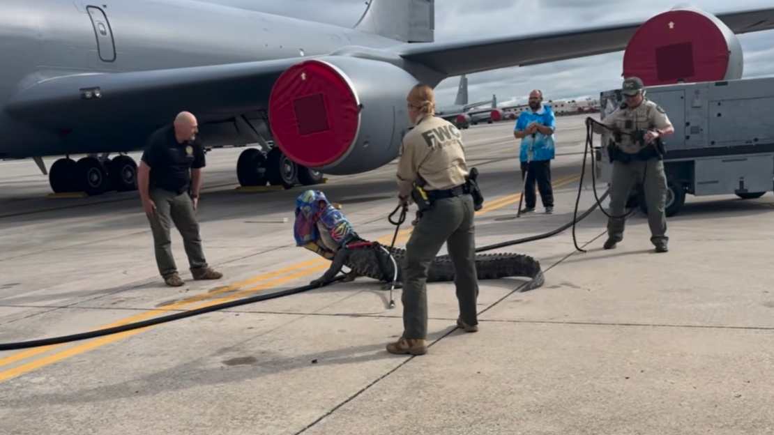 Crocodilo em base da Força Aérea dos EUA