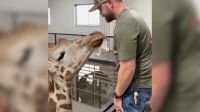 Girafa faz carinho em quiroprata após atendimento nos EUA