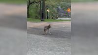 Vídeo: Coiote é visto no Central Park, em Nova York