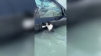 Vídeo: Gato fica agarrado a porta de carro para se salvar de enchente em Dubai