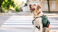 Herói de quatro patas: cão-guia salvou tutora de cair em poço de elevador