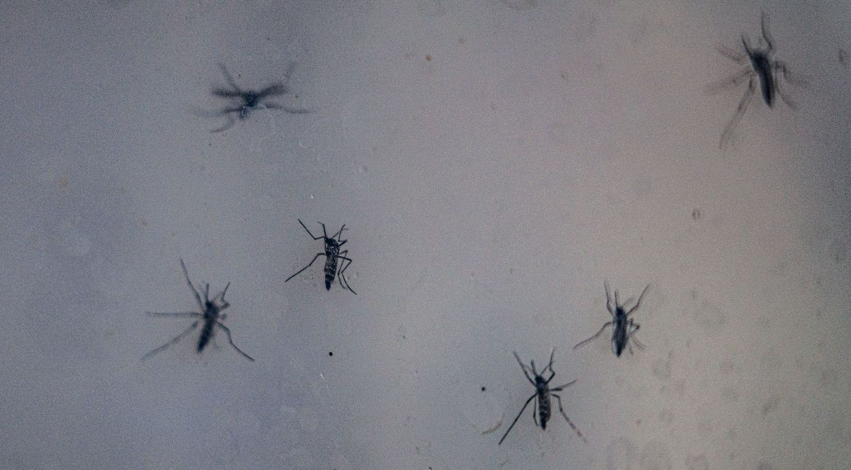 Dengue é transmitida pelo mosquito Aedes aegypti