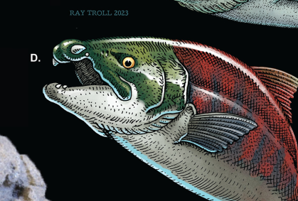 Ilustração do "Oncorhynchus rastrosus", salmão pré-histórico gigantesco que tinha presas