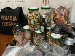 Ação ocorreu após a corporação identificar um site que vendia cogumelos contendo psilocibina, substância proibida no Brasil