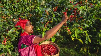 Cientistas rastrearam origem do café Arábica a um cruzamento natural entre duas outras espécie, há cerca de 610 mil a um milhão de anos atrás nas florestas da Etiópia