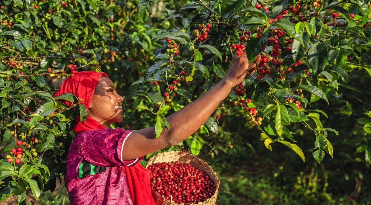 Plantação de café na Etiópia