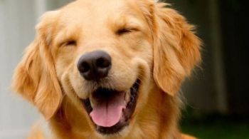 Projeto foi batizado com o nome do cachorro da raça golden retriever, que morreu em decorrência de um erro da companhia aérea Gol