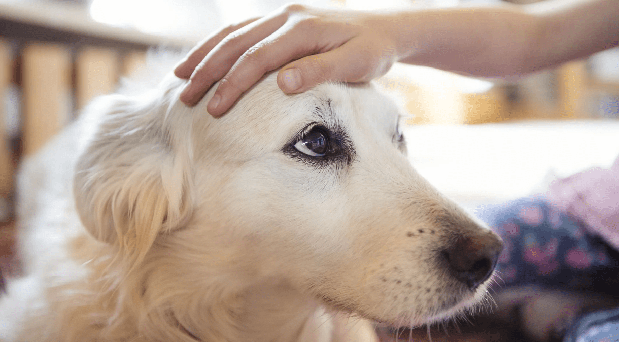 Cães também podem identificar estresse a partir de moléculas de secreções como o suor