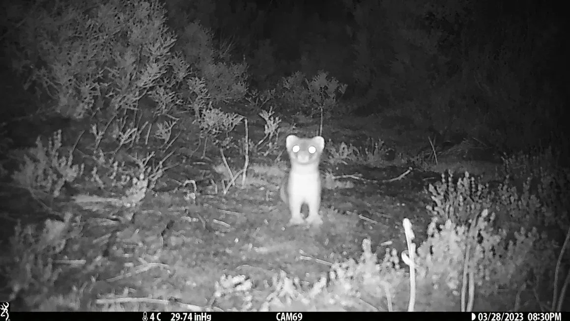 Câmeras de vigilância capturaram o arminho invasor no biosantuário da Ilha Chalky, na Nova Zelândia.