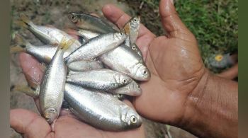 Empresa de pesca tem trabalhado com alguns moradores do departamento de Yoro há dois anos para coletar peixes que os moradores dizem “cair do céu” durante as tempestades