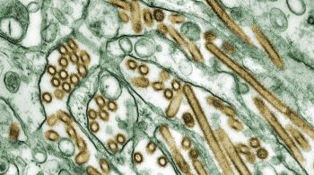 CDC afirma que o paciente está isolado e se recuperando do vírus H5N1
