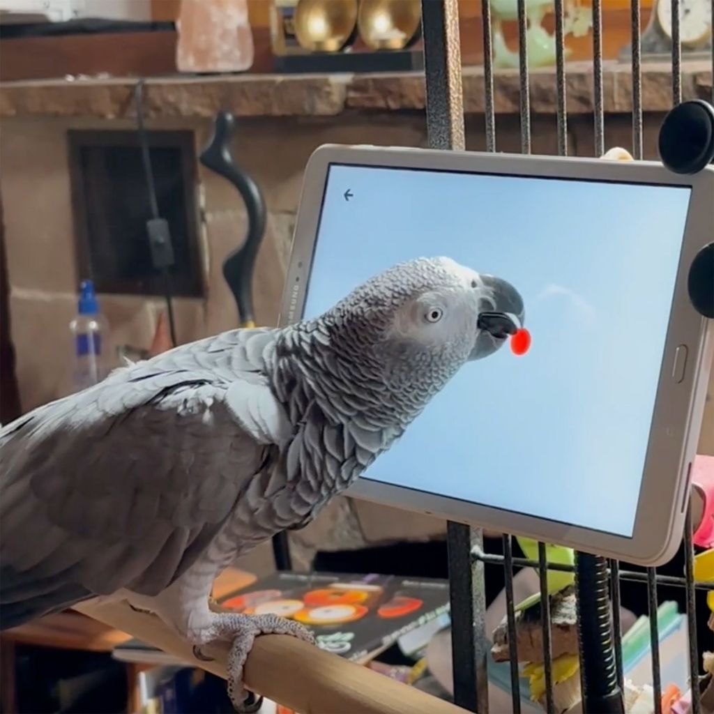 Uma equipe de pesquisadores está estudando como os tablets poderiam ser projetados para serem mais amigáveis ​​aos pássaros.