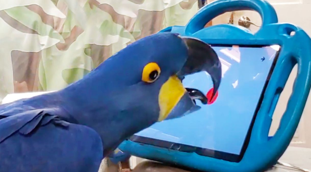 As aves interagiram com o tablet por no máximo 30 minutos por dia.