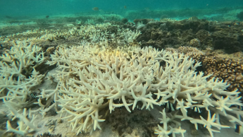 Mais de 54% das áreas de recifes de corais do mundo sofreram branqueamento no ano passado, afetando pelo menos 53 países 