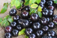 Casca da jabuticaba reduz inflamação e glicemia em quem tem síndrome metabólica