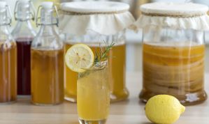 Kombucha pode reduzir acúmulo de gordura, sugere estudo