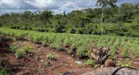 Mais de 119 mil pés de maconha são erradicados pela PF em dez dias no Maranhão