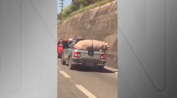 Veículo balançava com o movimento do suíno, que tentava escapar; CNN aguarda retorno do Departamento de Estradas e Rodagem em São Paulo sobre o caso