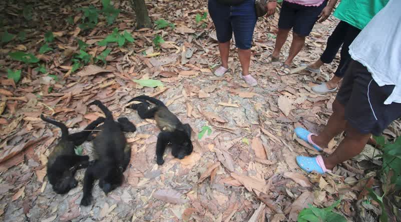 Biólogos mexicanos trabalham para resgatar bugios na floresta depois que uma forte onda de calor.