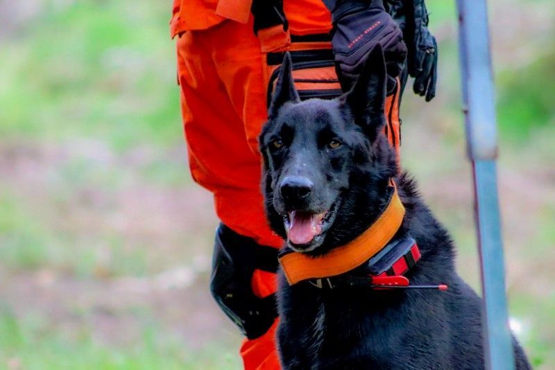Cachorro participa de treinamento para receber Certificação Nacional de Busca, Resgate e Salvamento com Cães