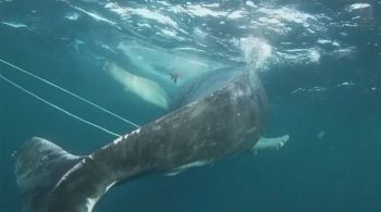 Operação de resgate durou quase dois dias para libertar mamífero aquático de 10 metros de comprimento emaranhado em rede de pesca
