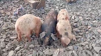 Imagens registradas mostram filhotes de porcos comendo até plástico