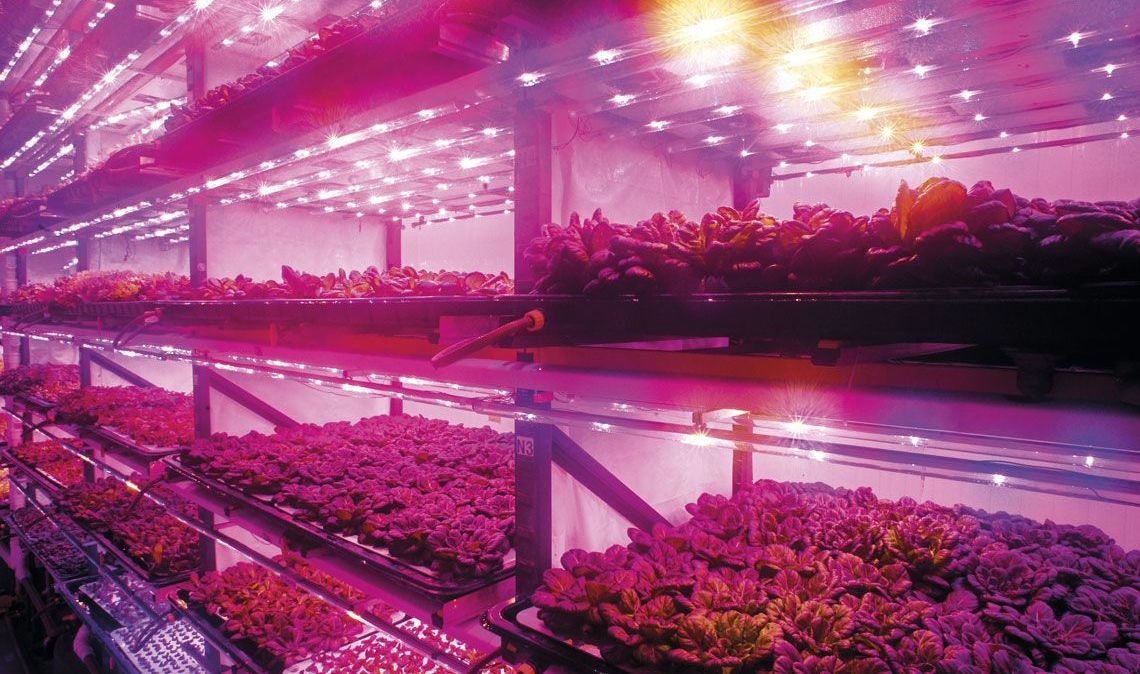Fazenda vertical da empresa paulista Pink Farms: pesquisas da Nasa contribuíram para aprimorar o uso de luzes LED nessas instalações