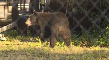 Polícia da cidade de Fort Myers alertou a população para evitar área onde o animal foi avistado