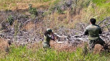 As áreas de desmatamento ilegais foram detectadas por satélite em 12 municípios mineiros 