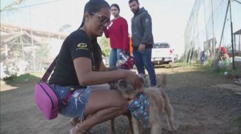 Voluntários trabalham em um abrigo improvisado para reunir animais resgatados após fortes chuvas no estado