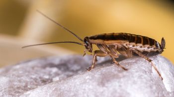 Uma pesquisa publicada na segunda-feira (20) pode ter desvendado o mistério sobre a origem de uma das espécies mais comuns do inseto: a barata-de-cozinha