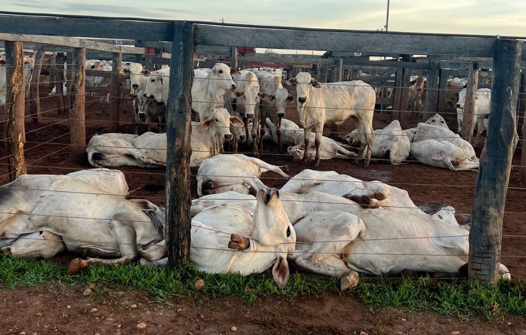 Mais de 80 bois morrem eletrocutados após leilão em Tocantins