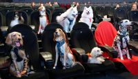 Cachorros no cinema? Rede passa a ter sessão pet friendly; saiba com funciona