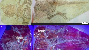 Desenterrado na China, o fóssil quase completo, datado de aproximadamente 130 milhões de anos atrás, é de um Psittacosaurus juvenil com cerca de 66 cm de comprimento