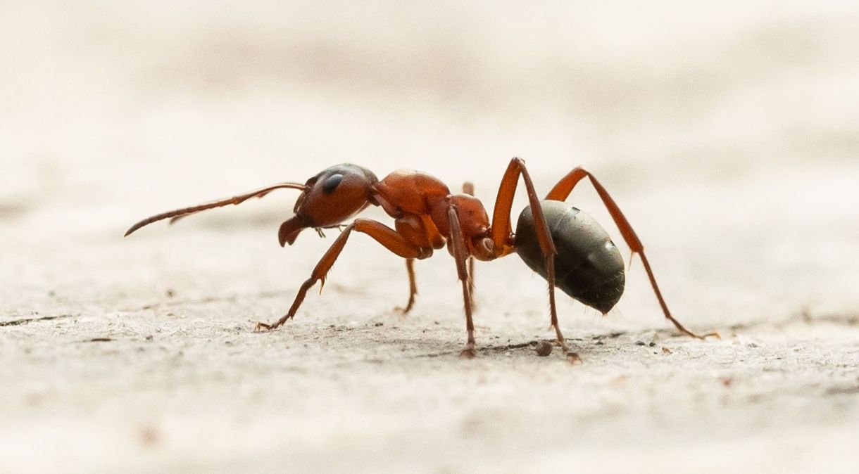 Intenção é utilizar essa estratégia para melhorar a eficácia do controle das formigas argentinas (Linepithema humile), consideradas uma espécie invasora