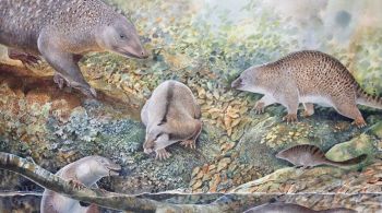 Pesquisa aponta para a existência de uma "Era dos Monotremados" na Austrália cerca de 100 milhões de anos atrás