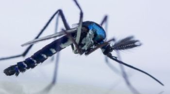 Transmitido por mosquito silvestre, o MAYV causa sintomas parecidos com os da dengue e febre chikungunya em humanos
