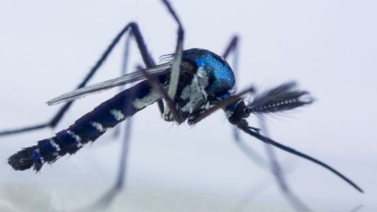 Vírus mayaro é transmitido pelo mosquito silvestre Haemagogus janthinomys