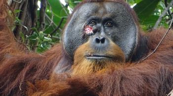 Pesquisadores registraram o orangotango Rakus espremendo o suco de uma planta e aplicando o líquido sobre uma ferida recente