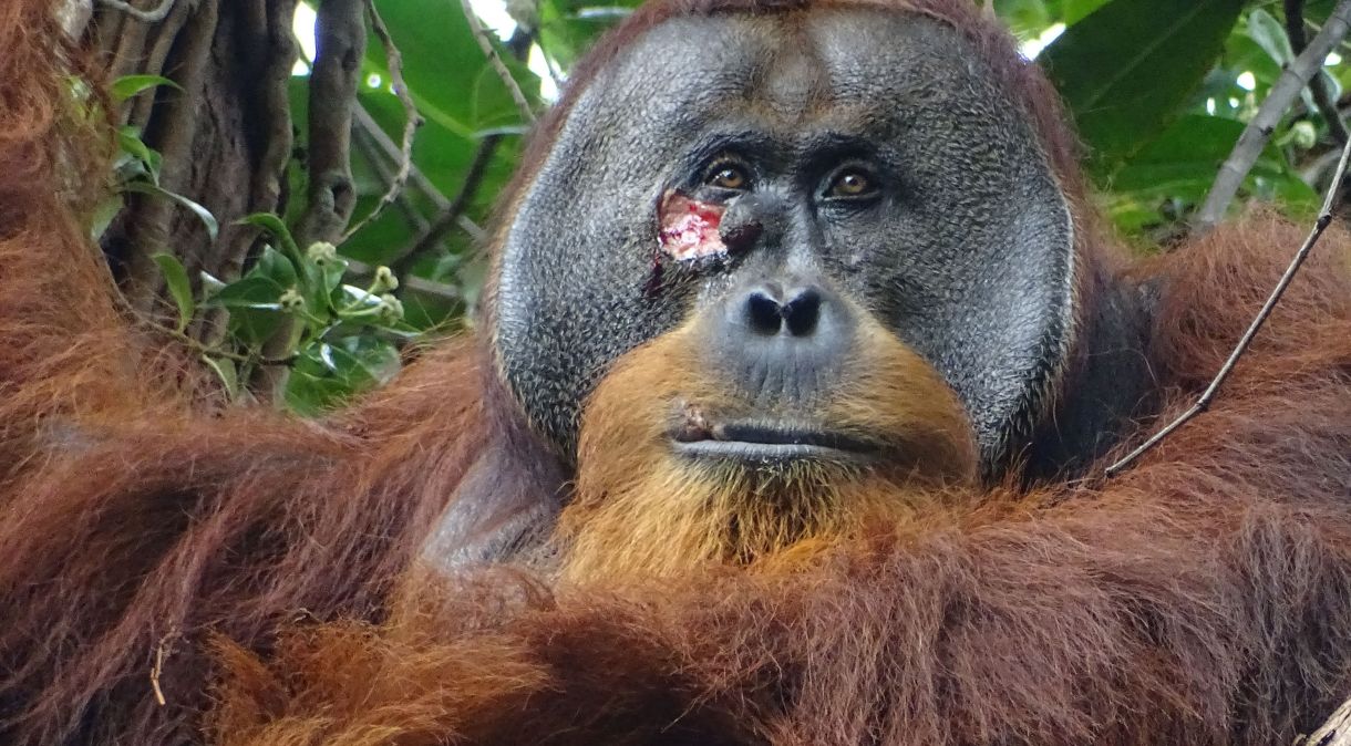 O orangotango Rakus tratou sua ferida mastigando folhas de uma planta trepadeira e aplicando o suco no machucado