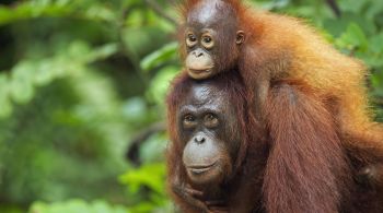 Na esperança de reproduzir a diplomacia do panda chinês, o governo da Malásia espera presentear com orangotangos alguns de seus maiores parceiros comerciais