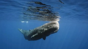 Variações no andamento, ritmo e duração das sequências de cliques das baleias, chamadas "codas", tecem uma rica tapeçaria acústica