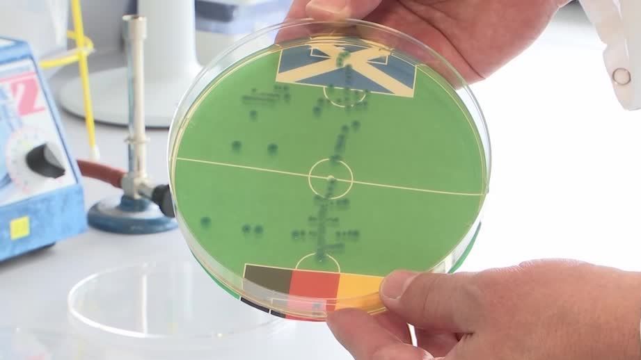 Bactéria prevê resultados do Euro em laboratório alemão