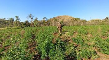 Também foram apreendidos outros 55.630 quilos do entorpecente pronto para o consumo, totalizando o equivalente a 820.630 kg da droga retirados de circulação