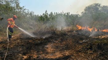 Estudo alerta para risco de o Pantanal perder capacidade de regeneração devido a secas, incêndios florestais e desmatamento