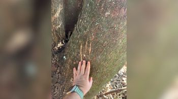 Marcas de garras foram vistas em tronco de árvore localizada ao lado de onde o animal foi encontrado sem vida