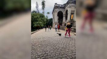 Vídeo mostra o momento em que o macaco se aproxima da mulher e tenta pegar sua bolsa