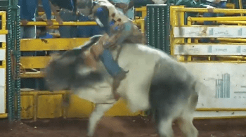 Natan Rodrigues foi atingido na cabeça pelo animal e caiu desacordado