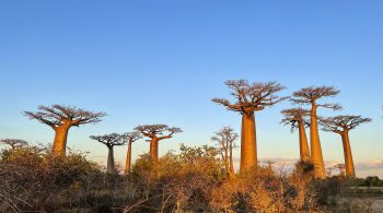 Baobás podem viver por mais de mil anos, atuando como espécies-chave em ambientes de floresta seca em partes da África e da Austrália