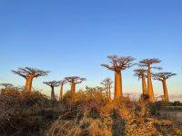 De onde vieram os baobás? Cientistas desvendam mistério de árvores milenares